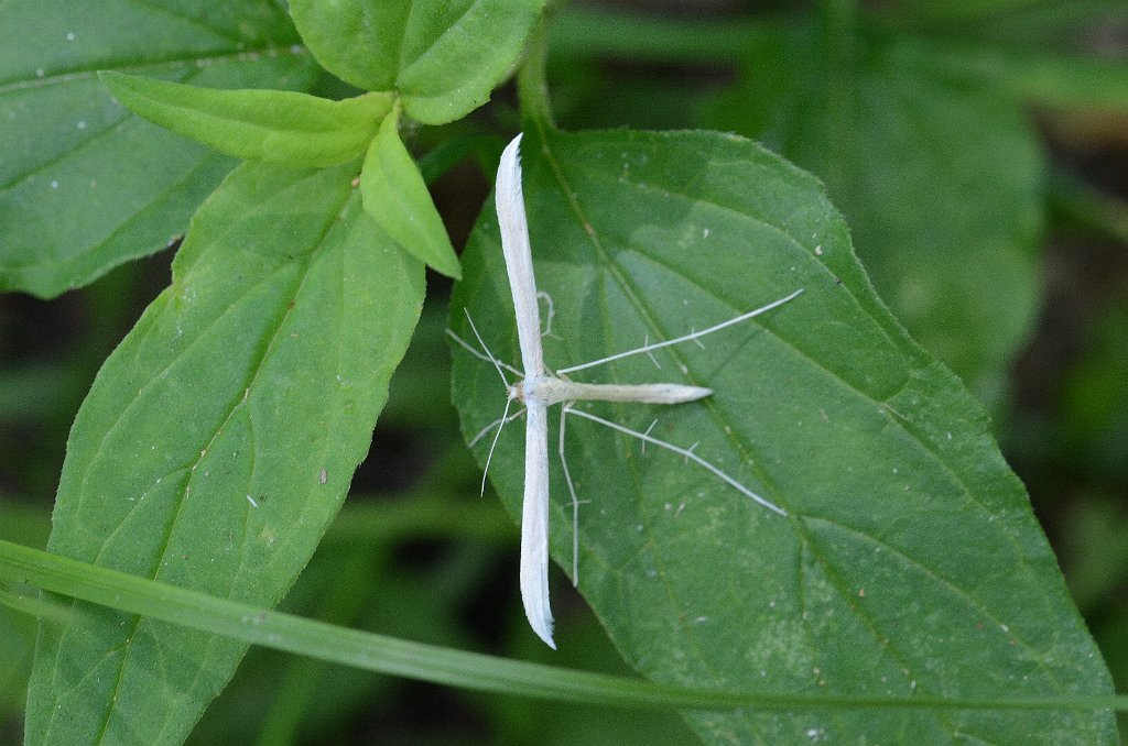 049 2013-06218303 Broad Meadow Brook, MA.JPG - Plain Plume Moth ((Hellinsia homodactylus). Broad Meadow Brook Wildlife Sanctuary, MA, 6-21-2013